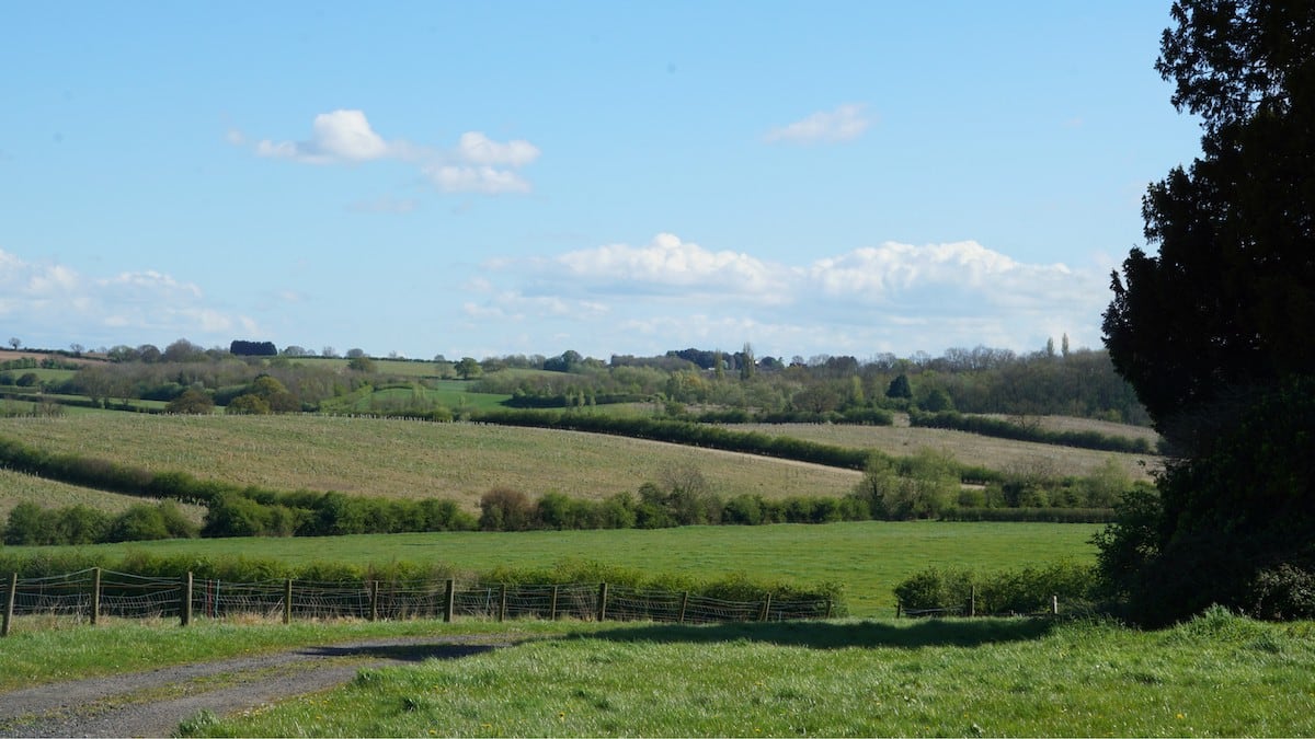 Lenchwood