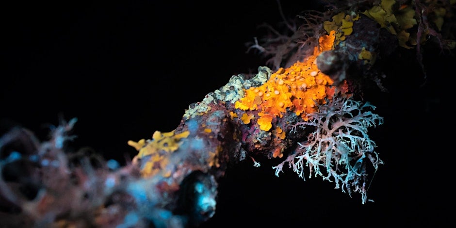 Dark Skies Festival 2026 - Biofluorescent Night Walks at Seven Sisters